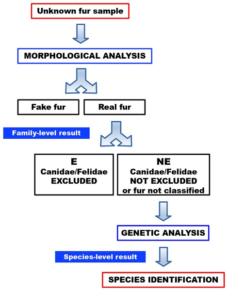 Workflow for the identification of illegal cat and dog furs, through our combined morphological and molecular approach.