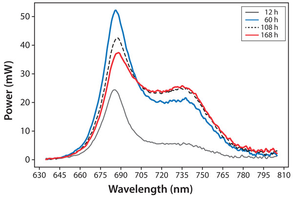 Microalgae fluorescence emission spectra (298 ± 2 K): evolution over 7 days (168 h).