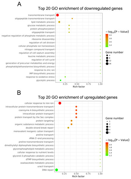 Gene ontology analysis of the differentially expressed genes.