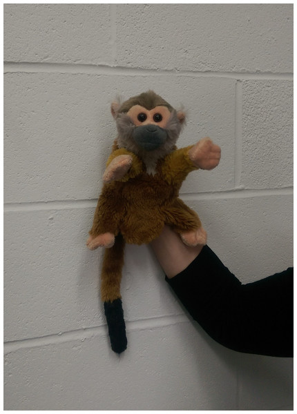 The squirrel monkey puppet used as a demonstrator in Experiment 1.