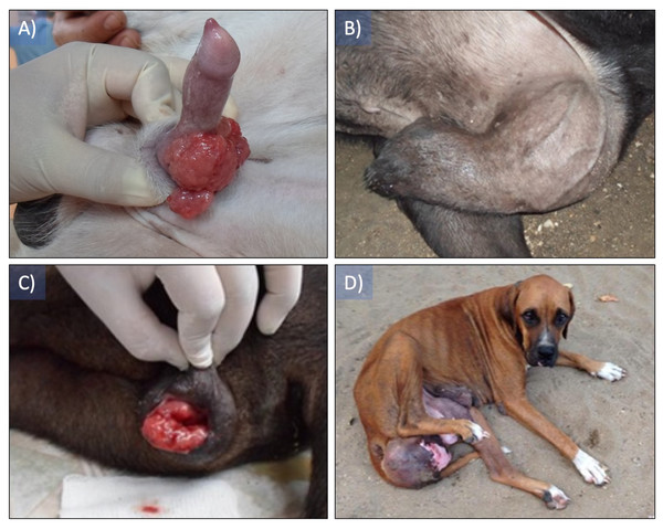 Canine transmissible venereal tumor presentation in patients.