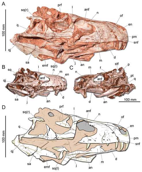 Photographs and reconstruction of the skull of CAPPA/UFSM 0009.