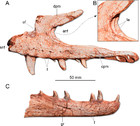 Gnathovorax cabreirai: a new early dinosaur and the origin and initial ...