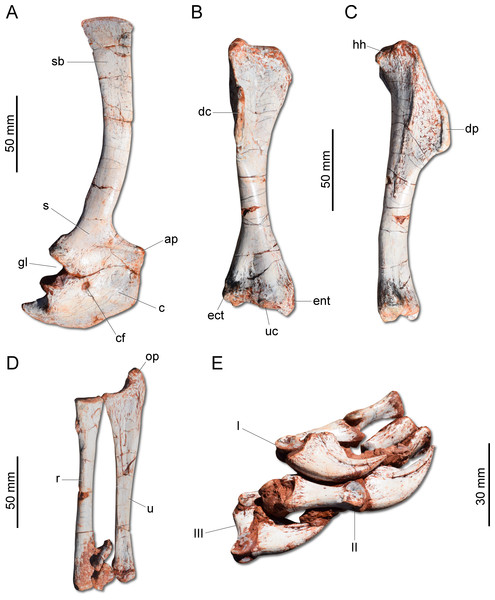 Photographs of the right shoulder girdle and forelimb of CAPPA/UFSM 0009.