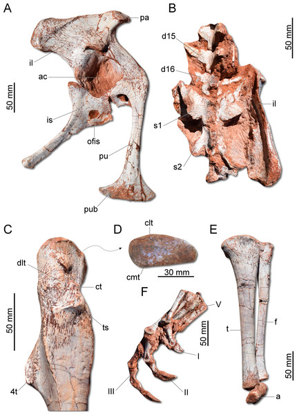 Photographs of the pelvic girdle and hindlimb of CAPPA/UFSM 0009.