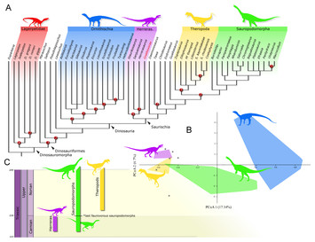 Gnathovorax cabreirai: a new early dinosaur and the origin and initial ...