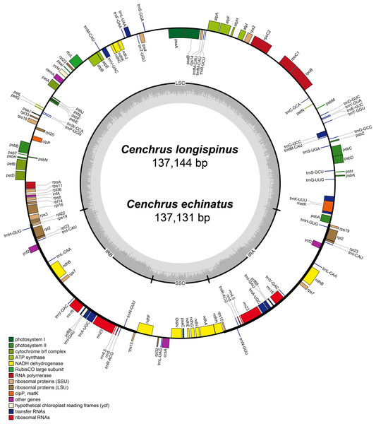 The map of chloroplast genomes of Cenchrus.