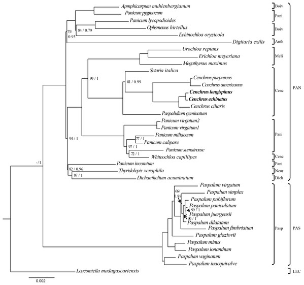 The Maximum likelihood tree of Cenchrus and related taxa inferred from 75 chloroplast genes.