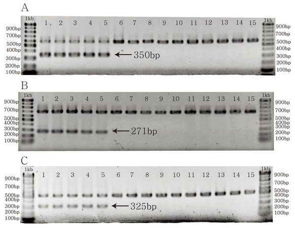The PCR results of specific primer pairs for Cenchrus longispinus.