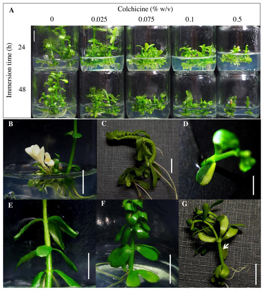 Effect of colchicine on shoot multiplication and phenotypic variation of regenerated Bacopa monnieri.