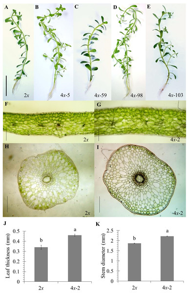 Morphological characters in diploid (A) and five representative autotetraploid (B–E) plants of Bacopa monnieri after growth in 1∕2 HS for 30 days; bar indicates five cm.