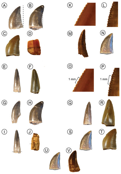 Reconstructing the archosaur radiation using a Middle Triassic ...