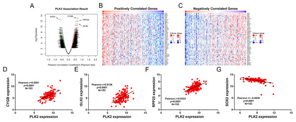 Differentially expressed genes correlated with PLK2 in GBM.