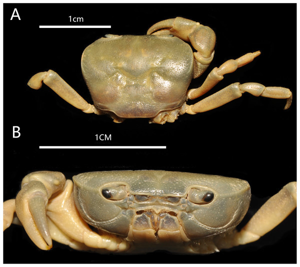 Bottapotamon chenzhouense sp. n. Holotype male (20.67 × 15.60 mm) (NCU MCP 643).