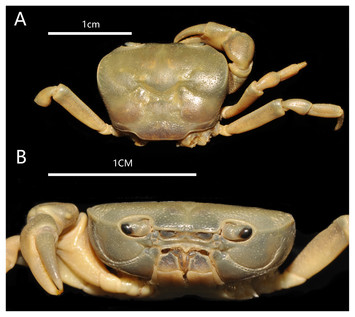 Two new species and the molecular phylogeography of the freshwater crab ...