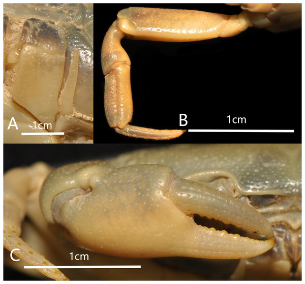 Bottapotamon chenzhouense sp. n. Holotype male (20.67 × 15.60 mm) (NCU MCP 643).