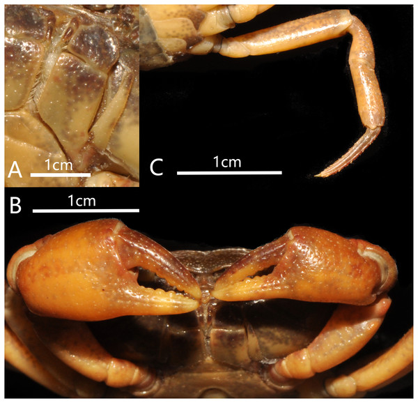 Bottapotamon luxiense sp. n. Holotype male (17.36 × 13.26 mm) (NCU MCP 4200).