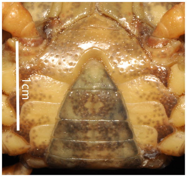 Bottapotamon luxiense sp. n. Holotype male (17.36 × 13.26 mm) (NCU MCP 4200-Blx1).