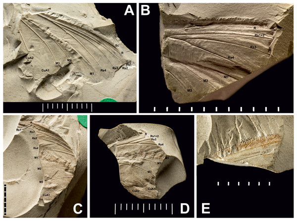Three Prohepialus sp. fossils identified by Jarzembowski (1980).