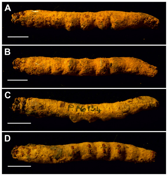 Mummified larvae from Pejark Marsh, Australia (P16153 and P16154).