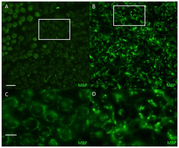 Immunofluorescent staining for myelin basicprotein in canine peripheral nerves.