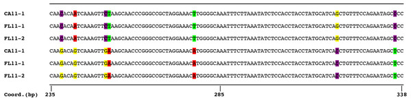 Comparison of partial sequences of the locus Ut789 showing two distinct alleles for each of the three sequenced isolates.
