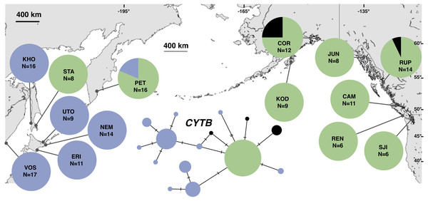 Unrooted minimum spanning mitochondrial CYTB haplotype network and haplotype frequencies.
