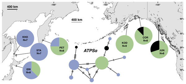 Unrooted minimum spanning nuclear ATPSα haplotype network and haplotype frequencies.