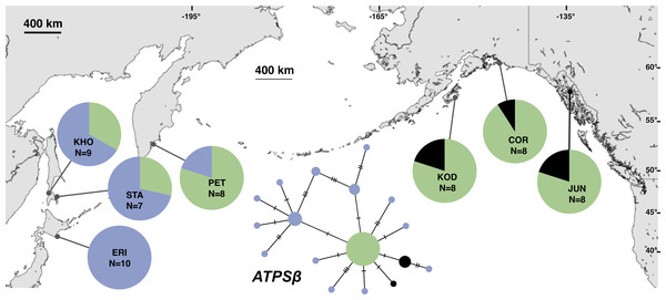 Unrooted minimum spanning nuclear ATPSβ haplotype network and haplotype frequencies.