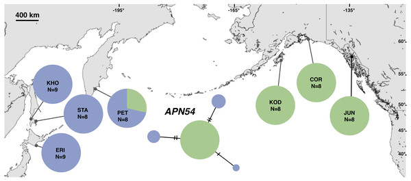 Unrooted minimum spanning nuclear APN54 haplotype network and haplotype frequencies.