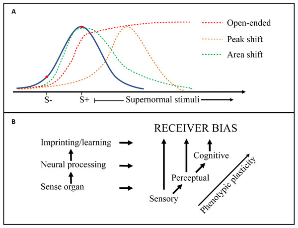 Generalization gradients and origins of receiver bias.