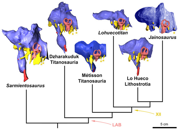 Endocasts of the most relevant sauropod taxa discussed in the text in a phylogenetic context.