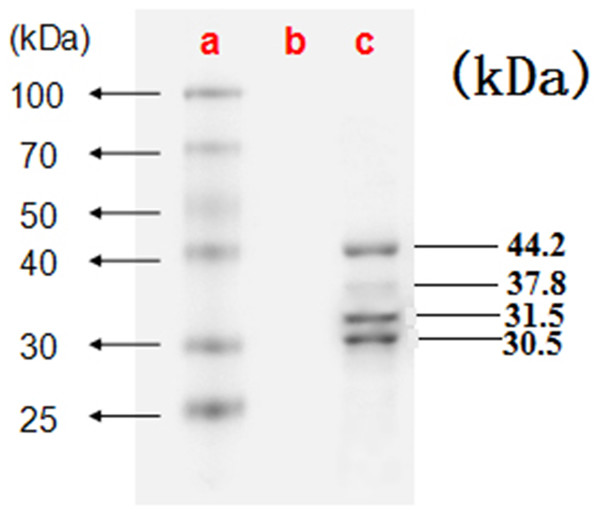 The four proteins of CSBV were detected by SDS-PAGE.