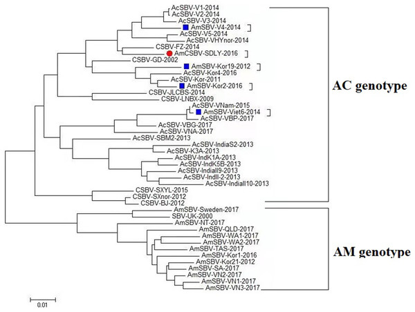Phylogenetic analysis of all nucleotide sequences obtained from various countries, including China, Korea, Vietnam, India, Australia, and the United Kingdom.