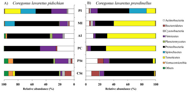 Phylum composition of microbiota from gut mucosa of C. l. pidschian (A) and C. l. pravdinellus (B).