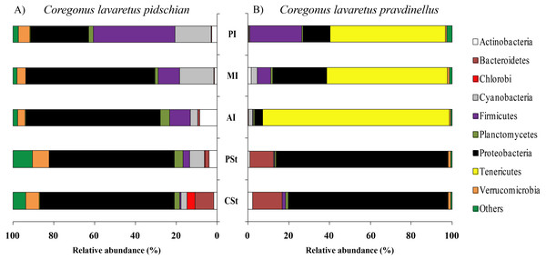 Phylum composition of microbiota from gut content of C. l. pidschian (A) and C. l. pravdinellus (B).