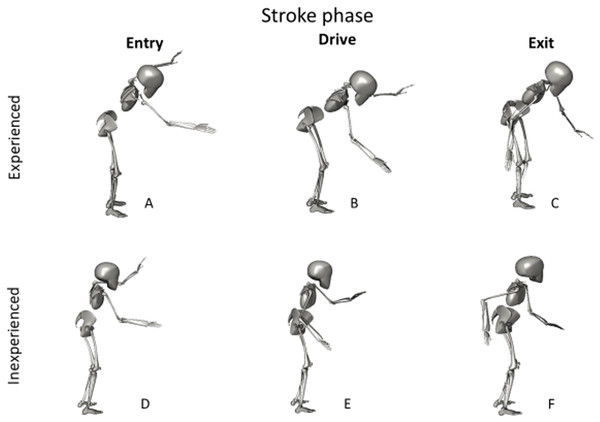 A graphical representation of the differences in stroke kinematics between experienced and inexperienced participants.