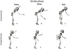 A biomechanical analysis of the stand-up paddle board stroke: a ...