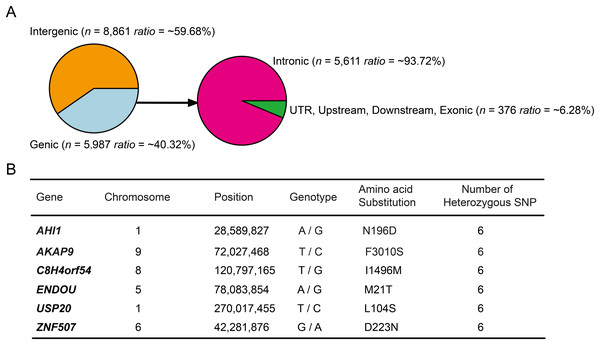 Annotation of the 14,848 high-probability heterozygous SNPs in DLY pigs.