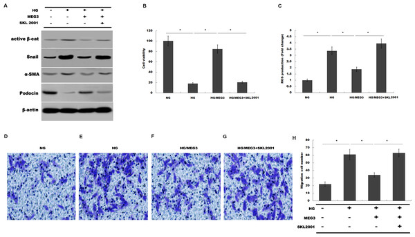 MEG3 inhibited podocyte injury by inhibiting Wnt/β-catenin signaling.