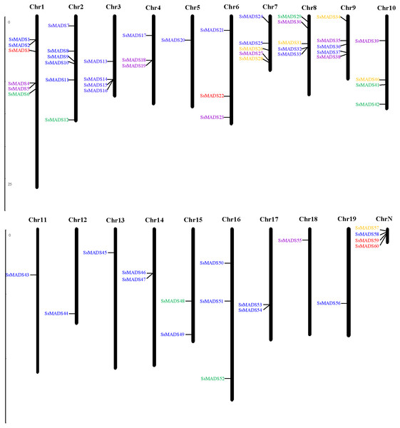 Chromosomal localization of the 60 willow MADS-box genes.