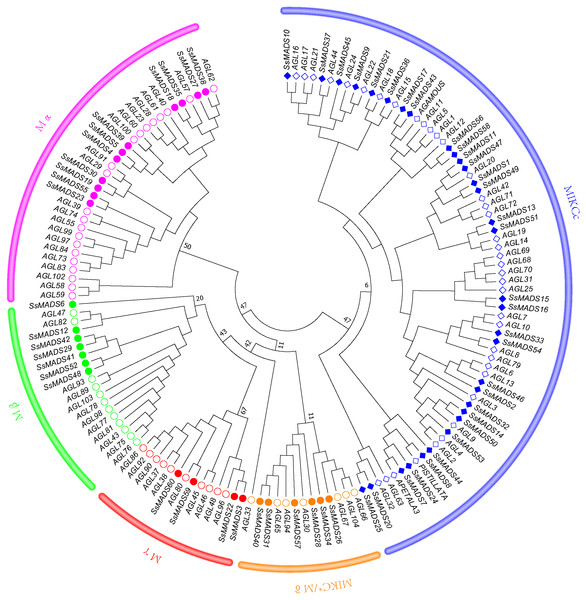 Phylogenetic tree of S. suchowensis and A. thaliana MADS-box proteins.