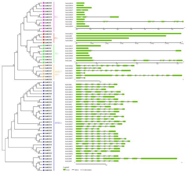 Phylogenetic relationships and gene structures of the willow MADS-box genes.