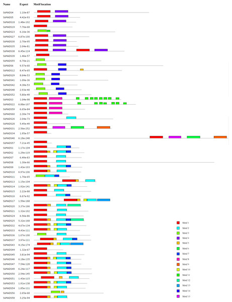 Conversed motif distributions of the willow MADS-box proteins.