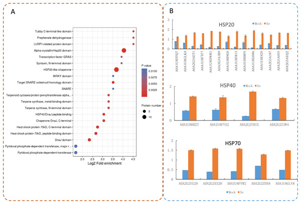Domain enrichment analysis of the DEPs in pepper after Se stress treatment.
