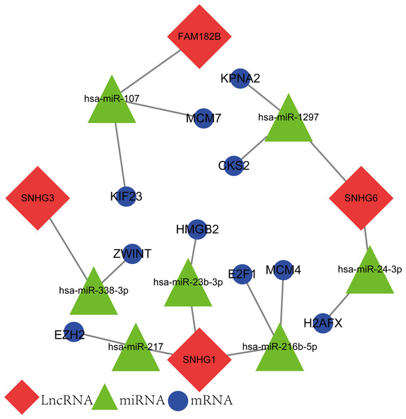 The lncRNA–miRNA–mRNA ceRNA network constructed from hub genes and DElncRNAs.