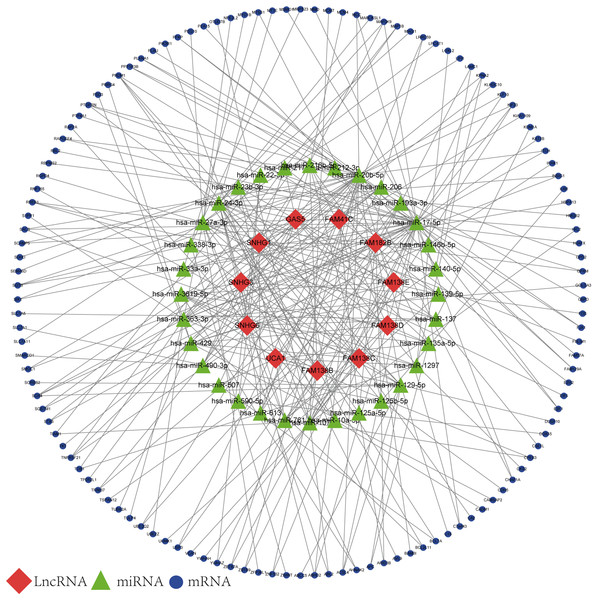 lncRNA-associated ceRNA network.