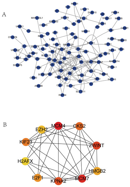 PPI network of DEGs and hub genes.
