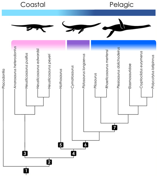 Cladogram of taxa included in the study with information on ecology.