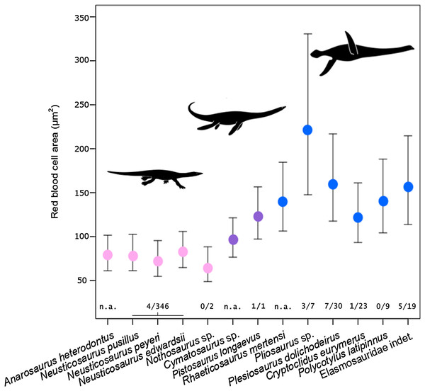 Estimated RBC area of 13 eosauropterygians, error bars indicating 95% confidence intervals.